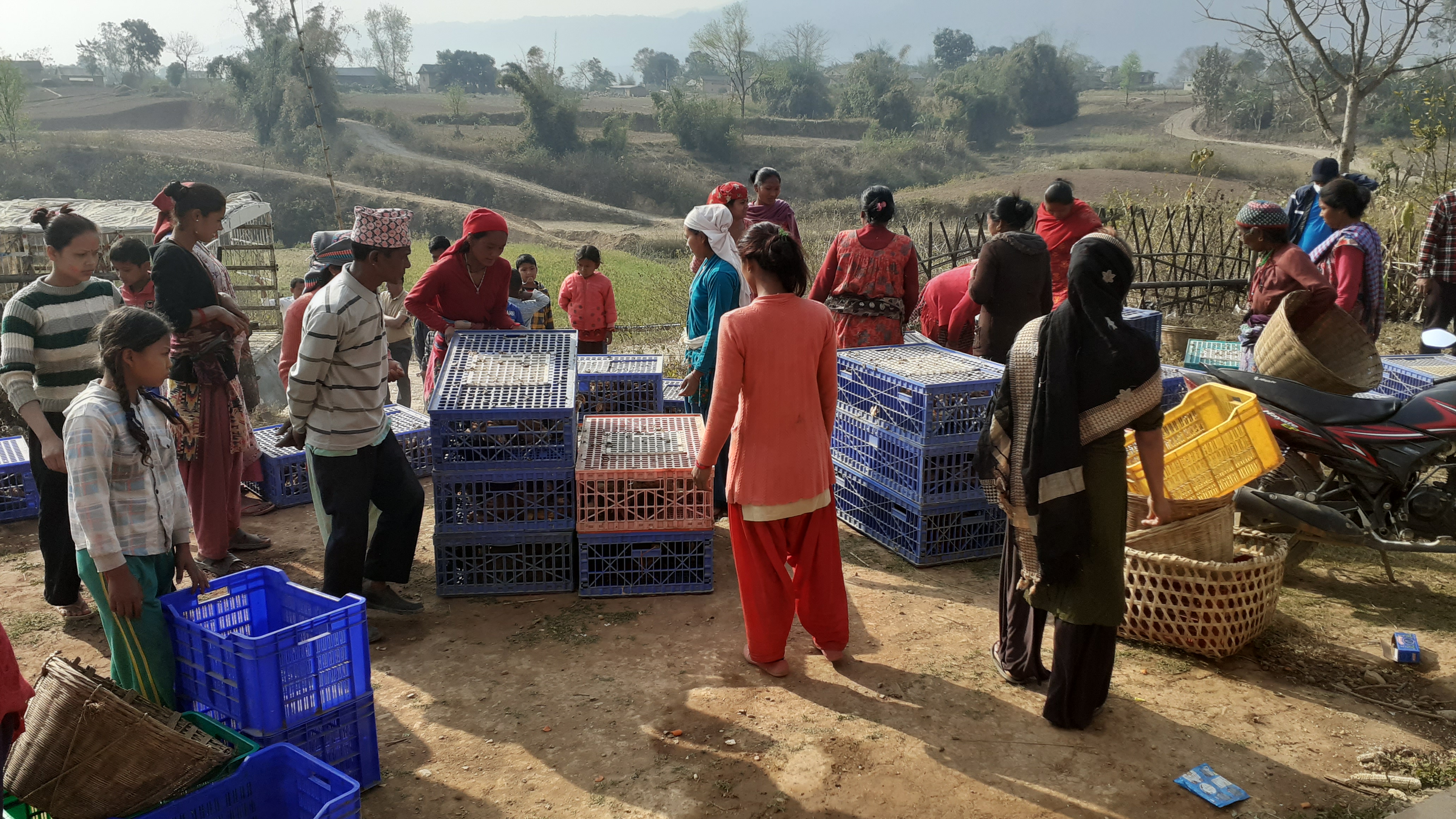 पोषणका लागि ग्रामिण कुखुरा बितरण